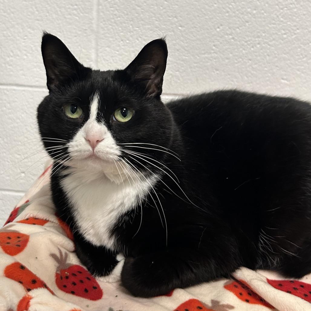 Enlarge Kitty Kitty, a Adoptable Domestic Short Hair in Zanesville, OH image 2/3