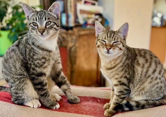 Enlarge Pickles & Oliver, a Adoptable Tabby in Seattle, WA image 1/6