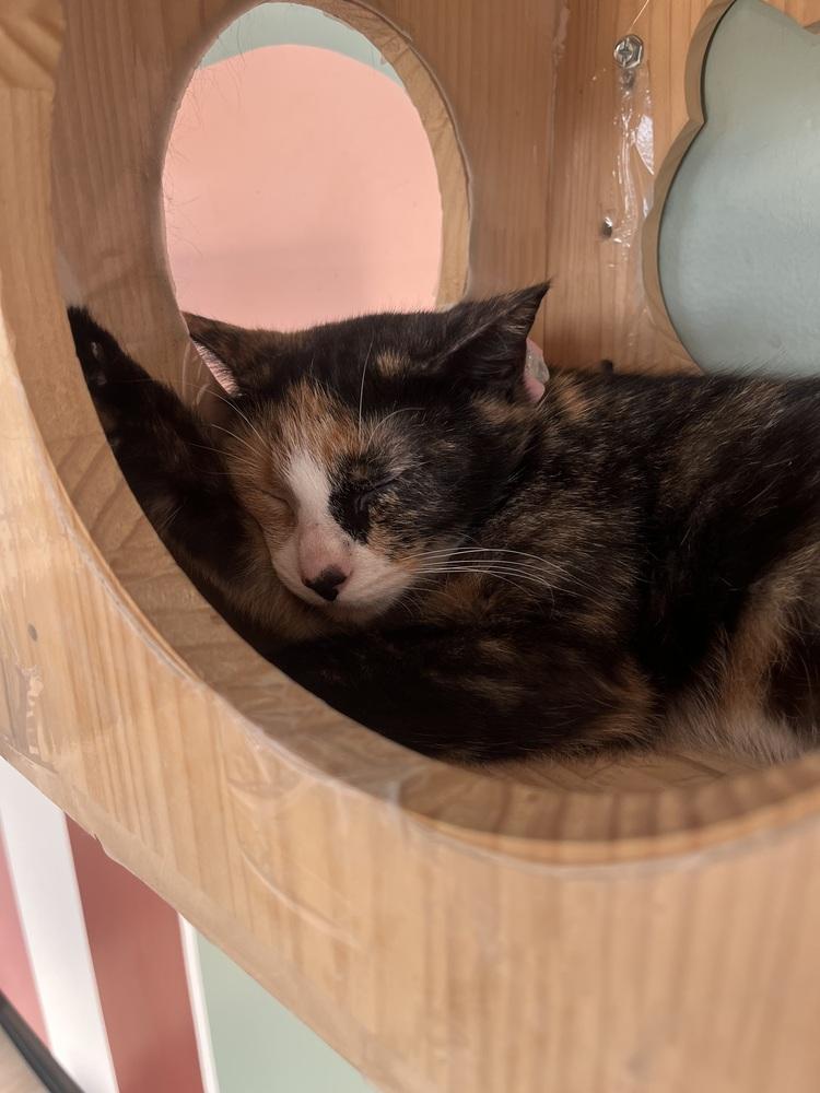 Amethyst, a Adoptable Domestic Short Hair in Plymouth, MI image 1/6