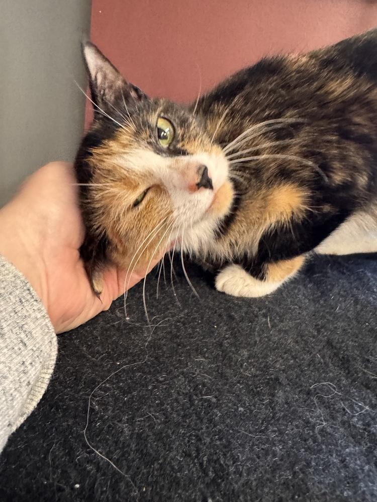 Amethyst, a Adoptable Domestic Short Hair in Plymouth, MI image 2/6
