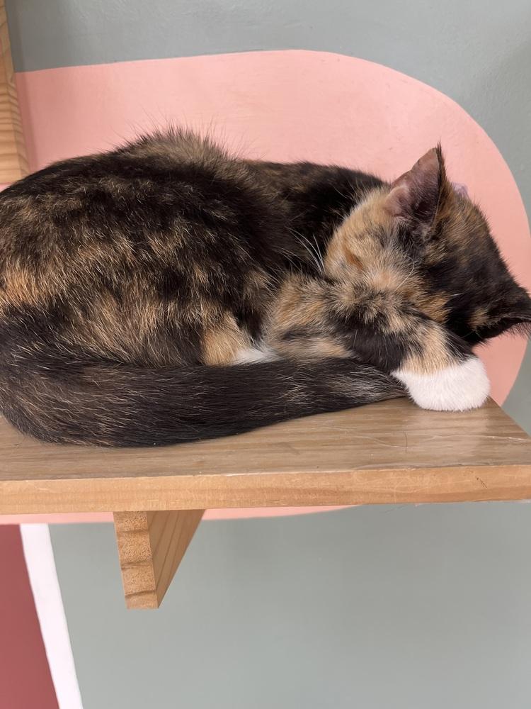 Amethyst, a Adoptable Domestic Short Hair in Plymouth, MI image 3/6