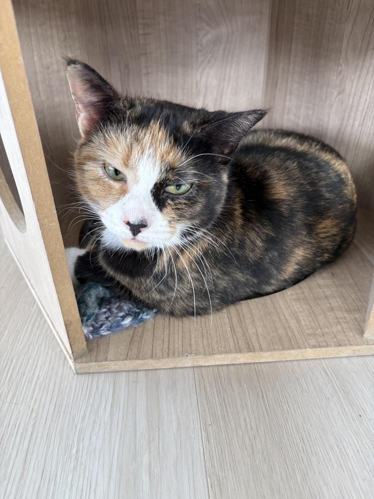Amethyst, a Adoptable Domestic Short Hair in Plymouth, MI image 4/6