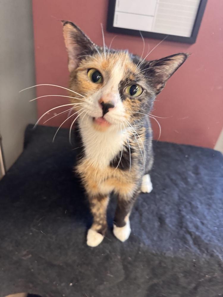 Amethyst, a Adoptable Domestic Short Hair in Plymouth, MI image 5/6