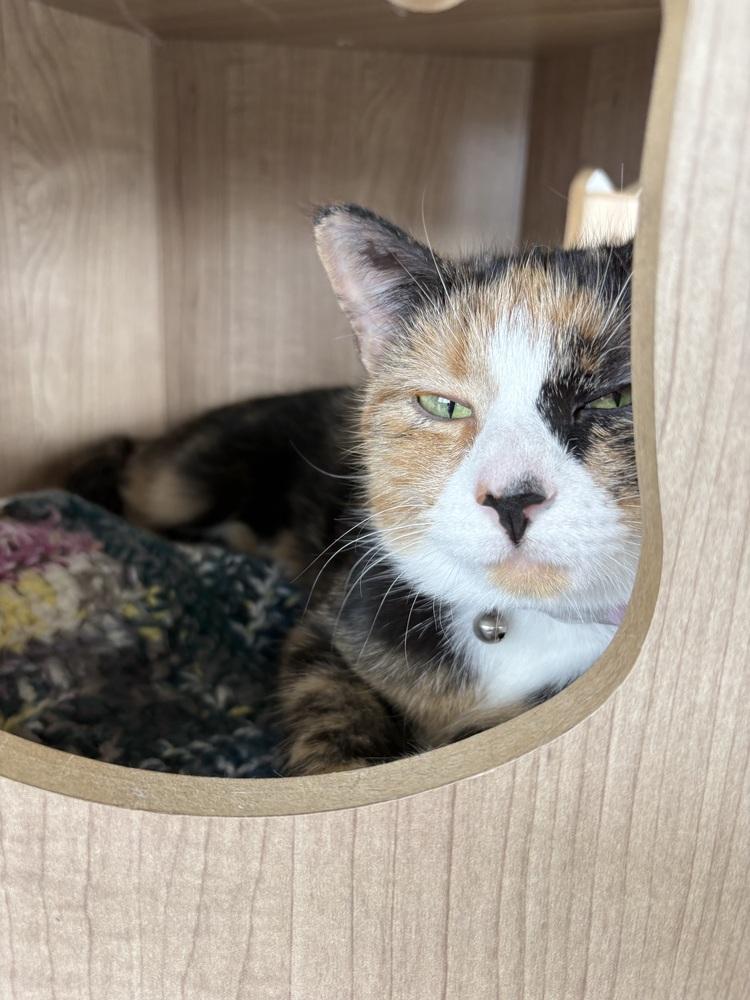 Amethyst, a Adoptable Domestic Short Hair in Plymouth, MI image 6/6