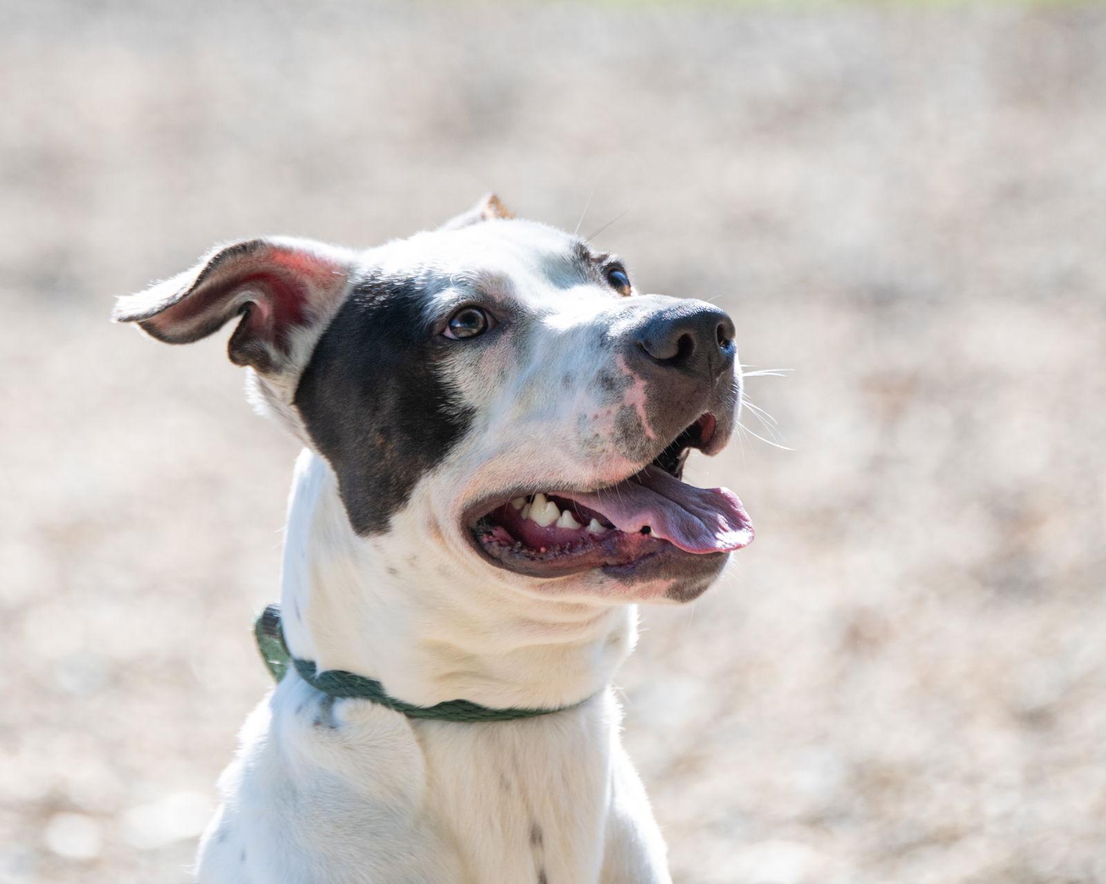 Wallen, Adoptable, Adult Male Great Dane.