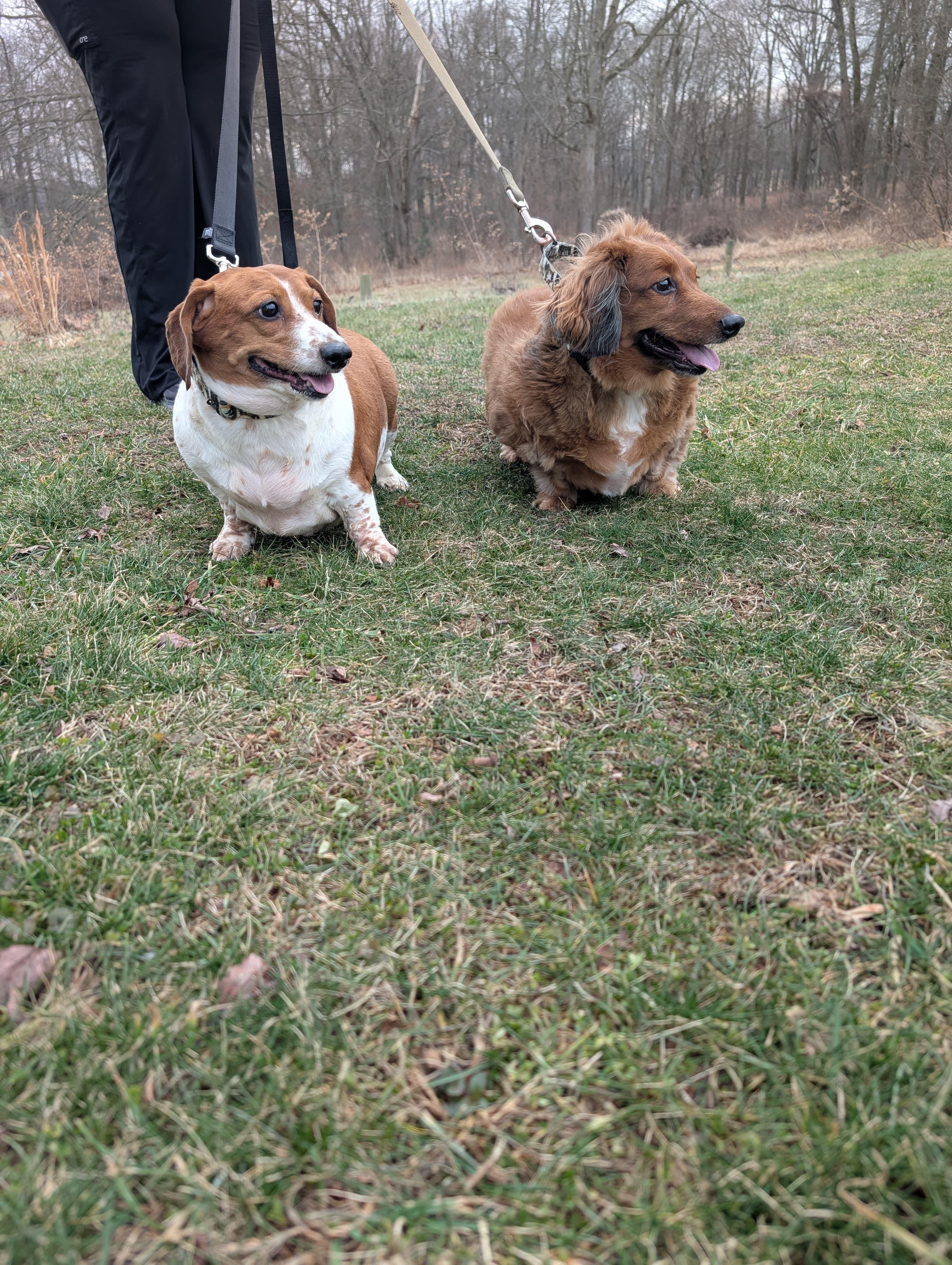 Rascal (bonded with Roxie), an adopted mixed breed in Renfrew, PA image 5/6