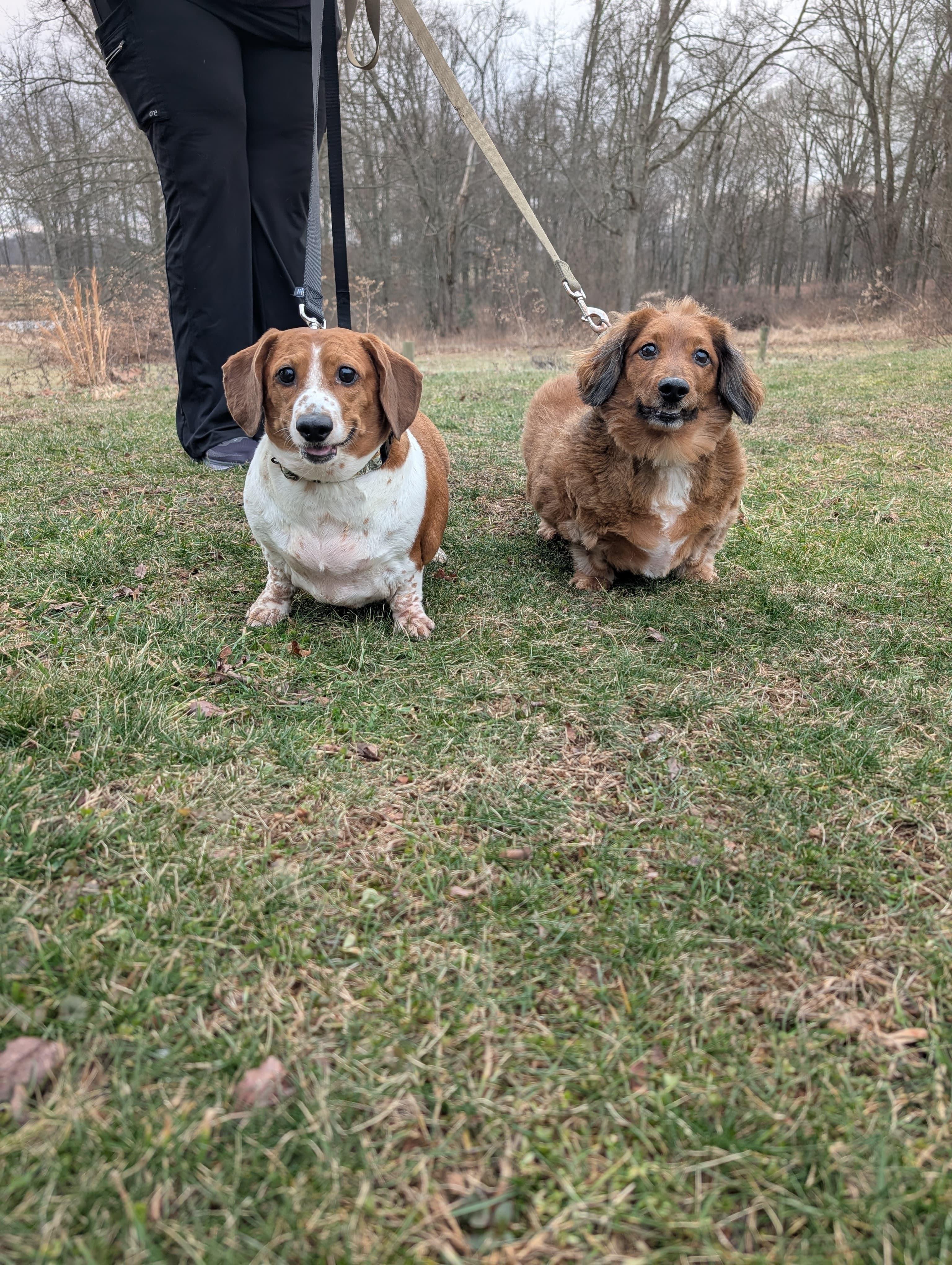 Rascal (bonded with Roxie), an adopted mixed breed in Renfrew, PA image 4/6