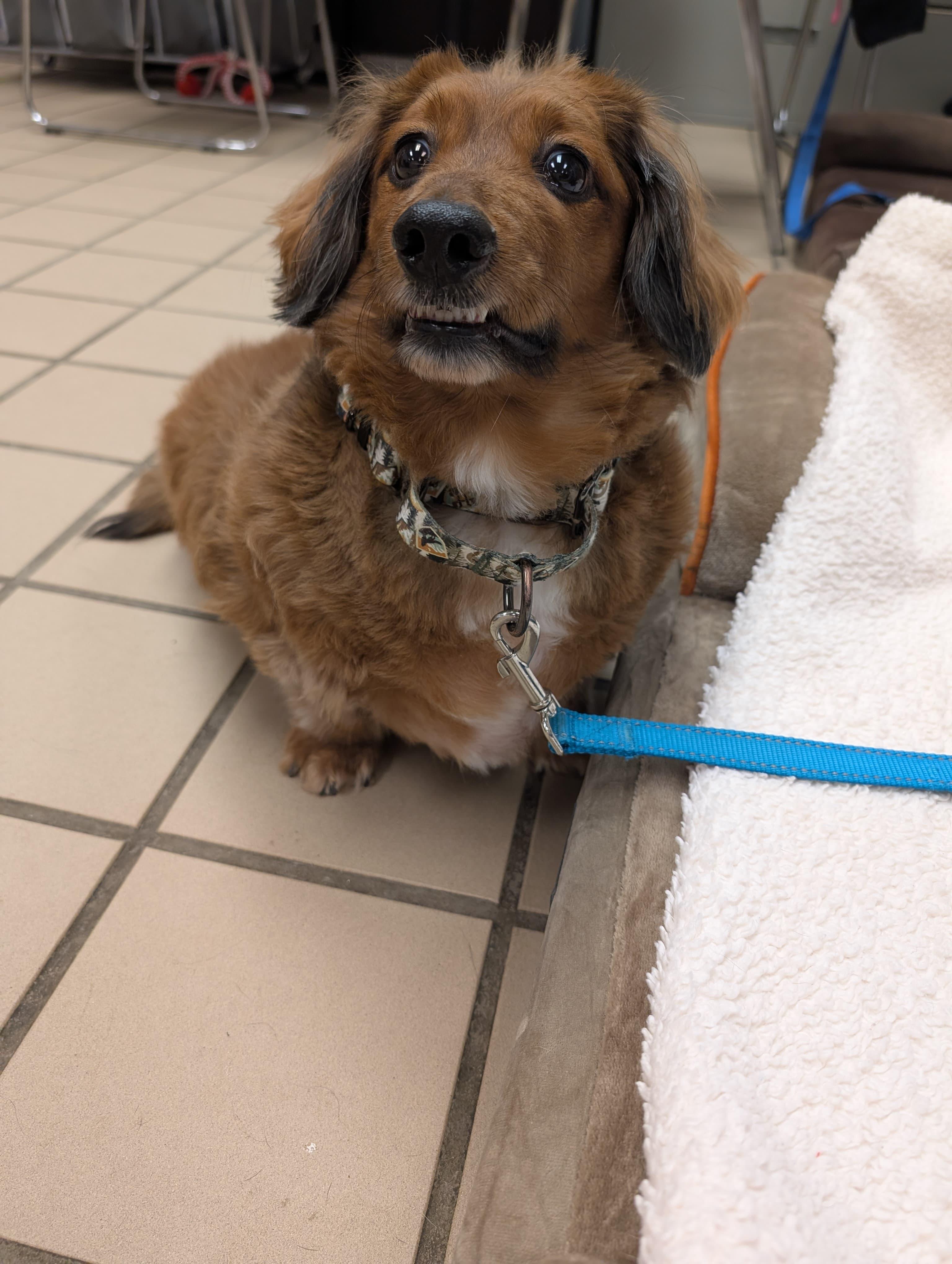 Rascal (bonded with Roxie), an adopted mixed breed in Renfrew, PA image 6/6