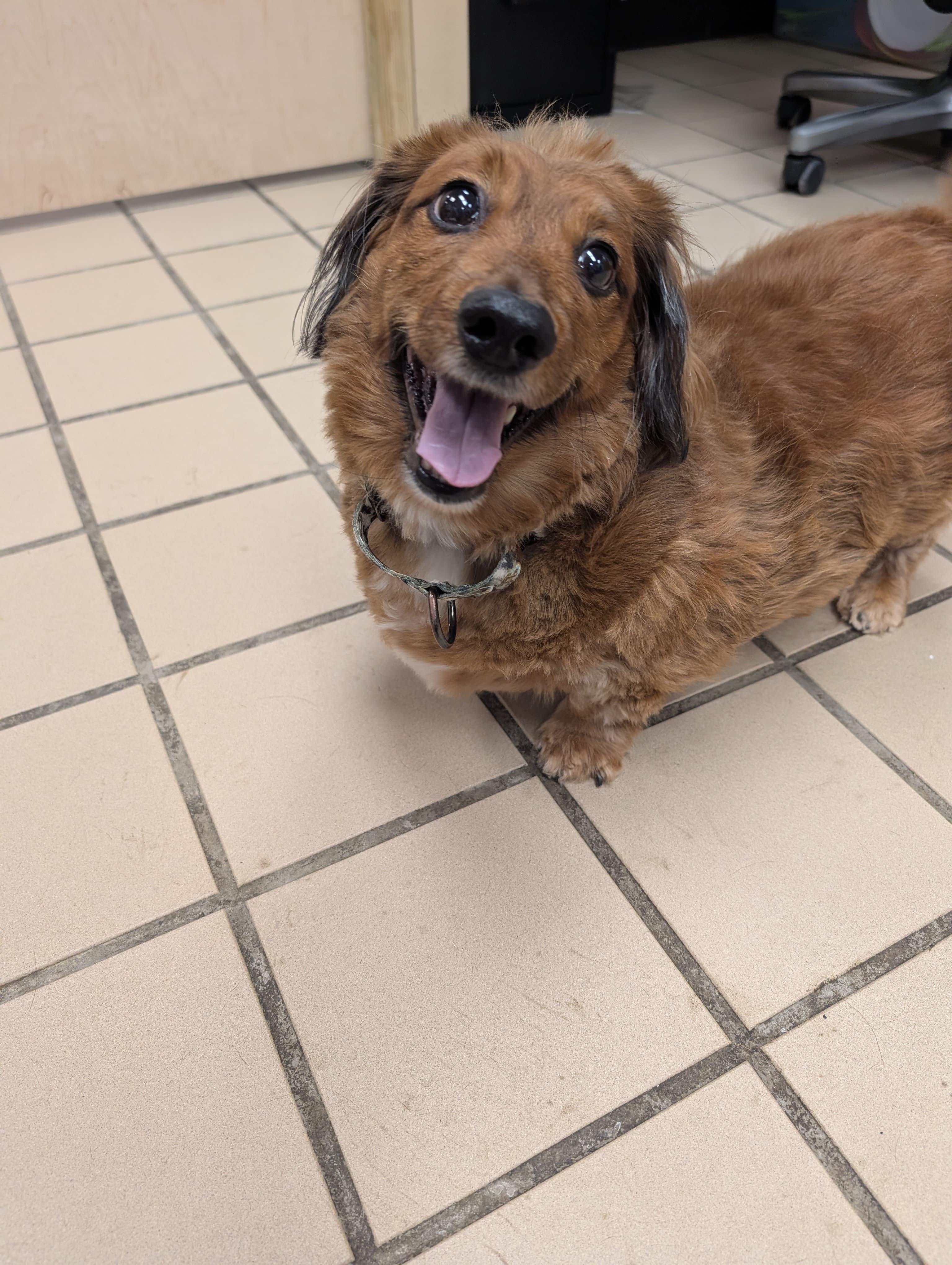 Rascal (bonded with Roxie), an adopted mixed breed in Renfrew, PA image 1/6