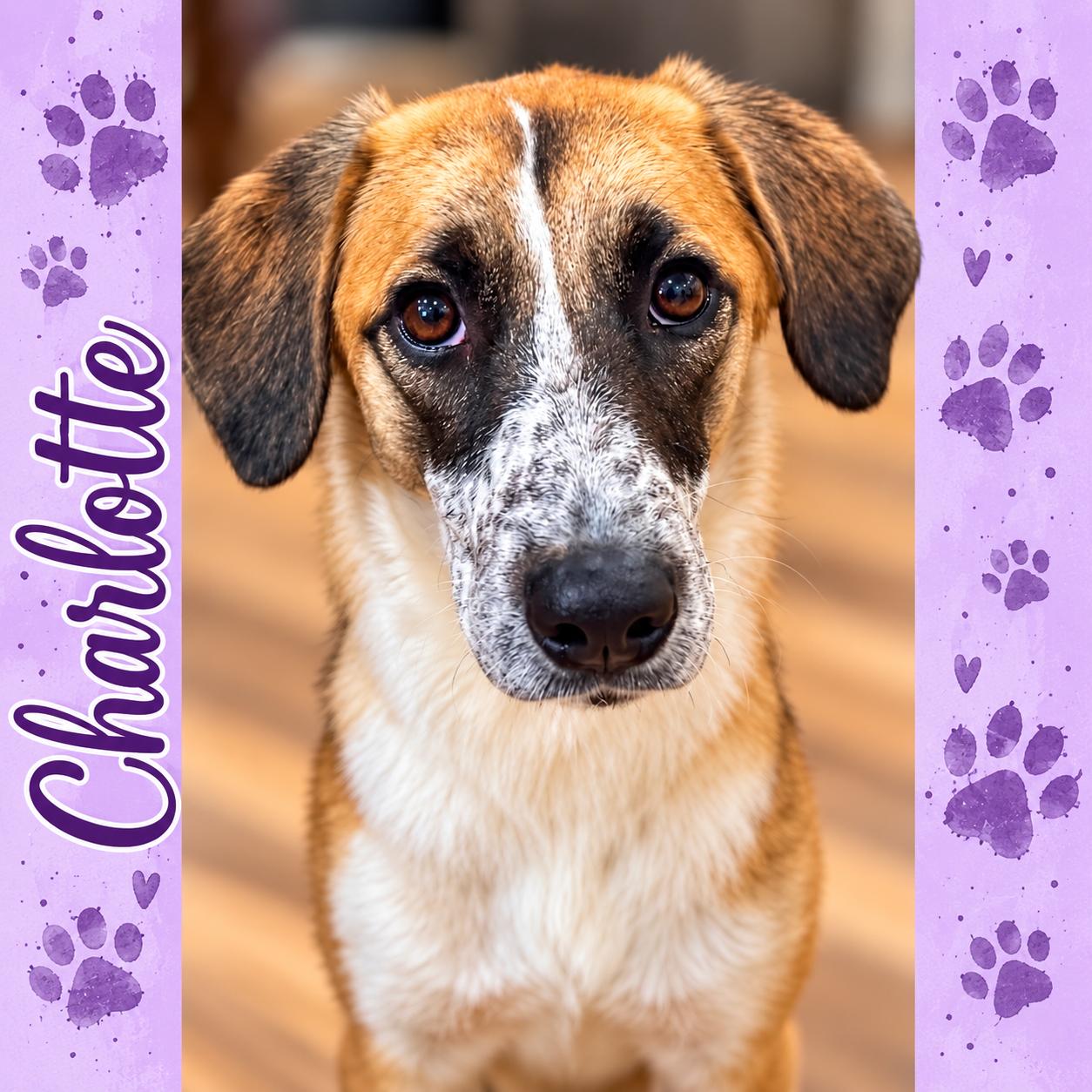 Charlotte, Adopted, Puppy Female Hound.