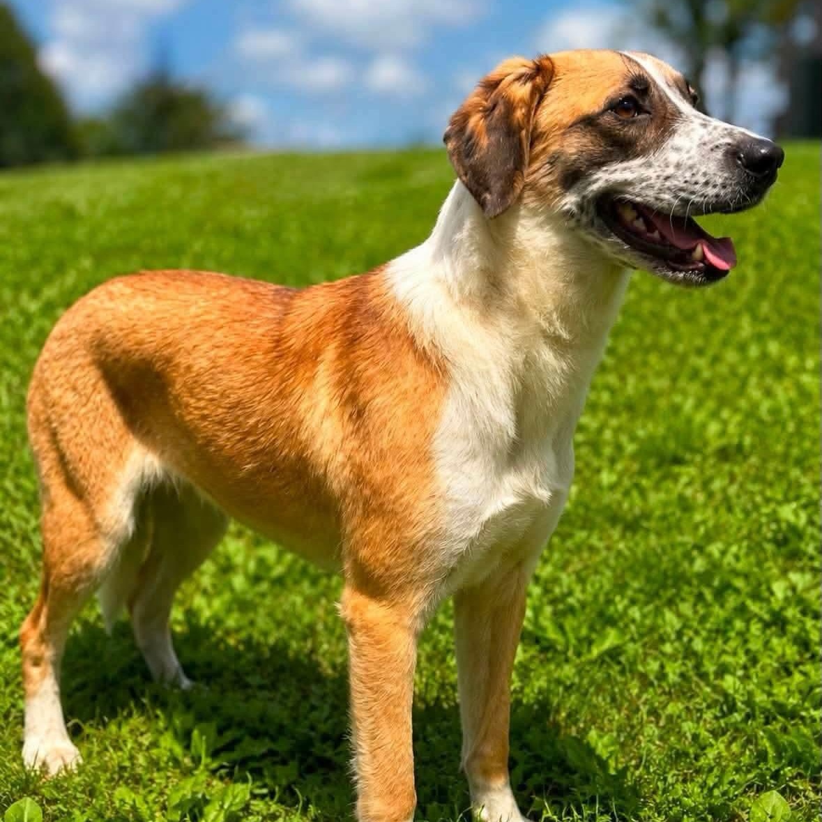 Enlarge Charlotte, a Adopted mixed breed in Shinnston, WV image 5/5
