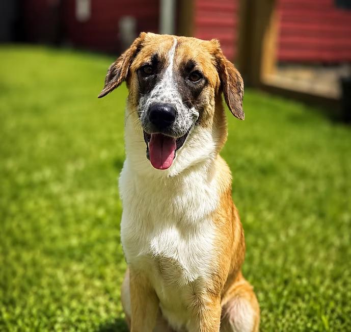 Enlarge Charlotte, a Adopted mixed breed in Shinnston, WV image 3/5