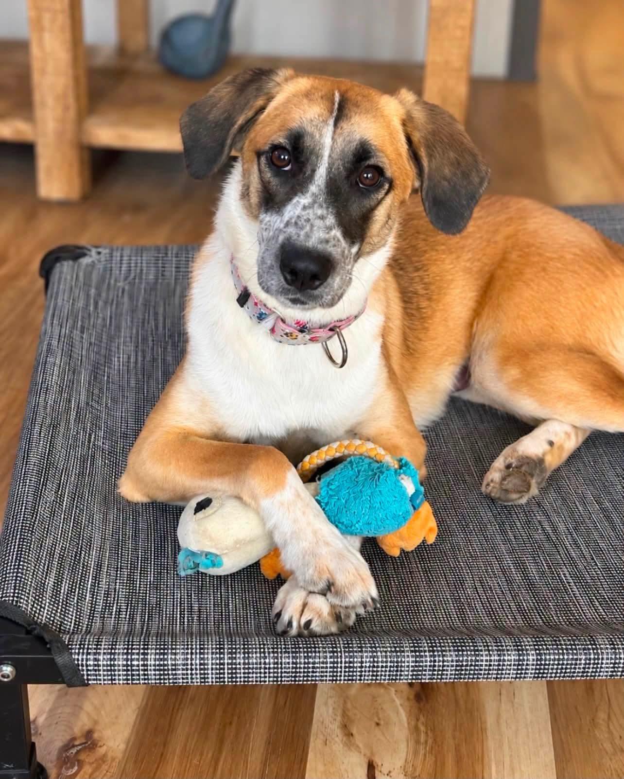 Enlarge Charlotte, a Adopted mixed breed in Shinnston, WV image 2/5