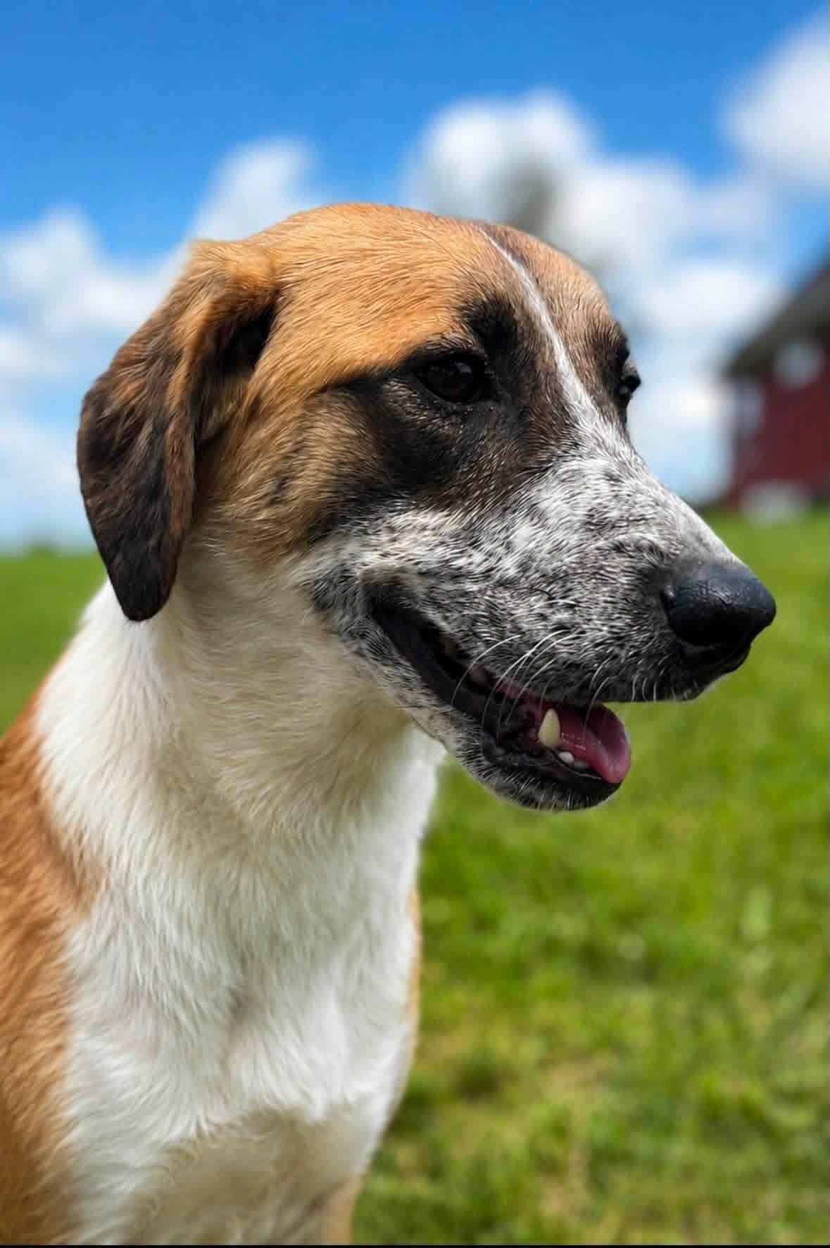Enlarge Charlotte, a Adopted mixed breed in Shinnston, WV image 4/5