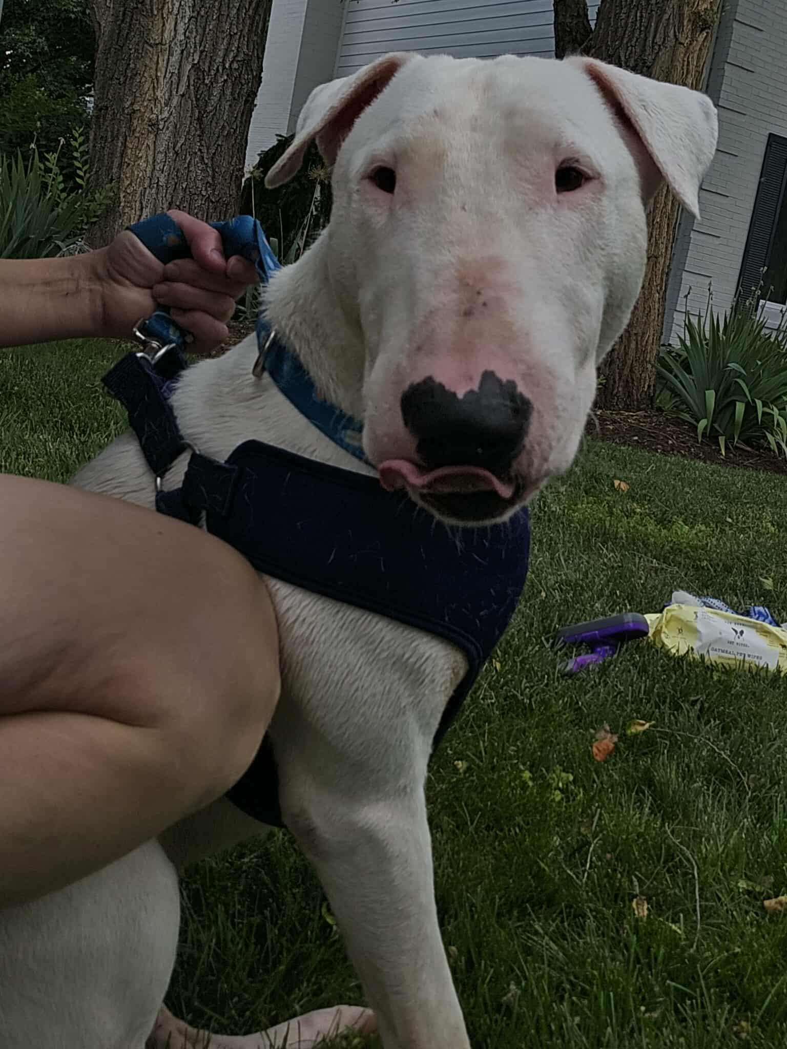 Enlarge 25-054 Benjamin, a Adoptable Bull Terrier in Cookeville, TN image 1/6