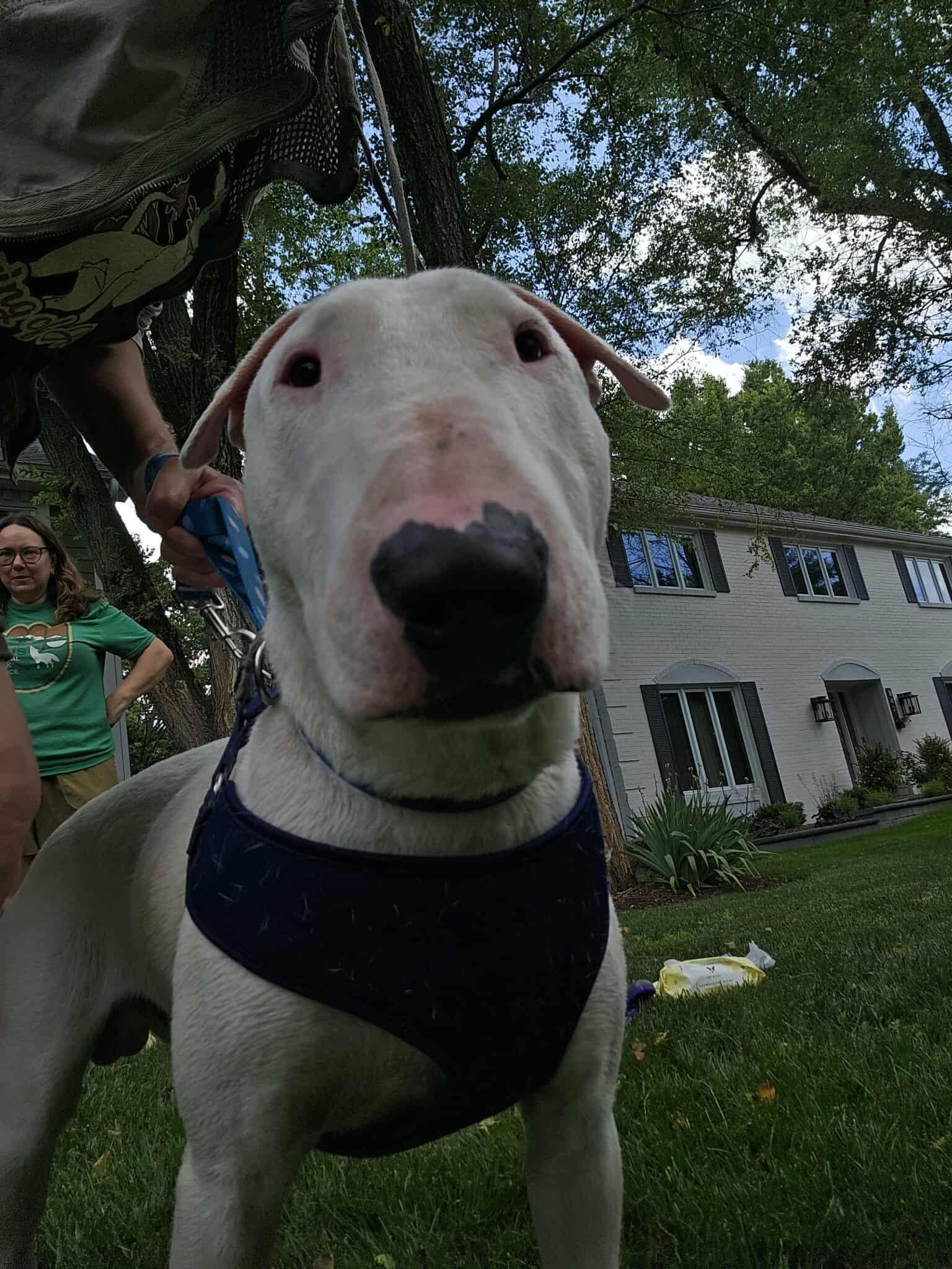 Enlarge 25-054 Benjamin, a Adoptable Bull Terrier in Cookeville, TN image 3/6