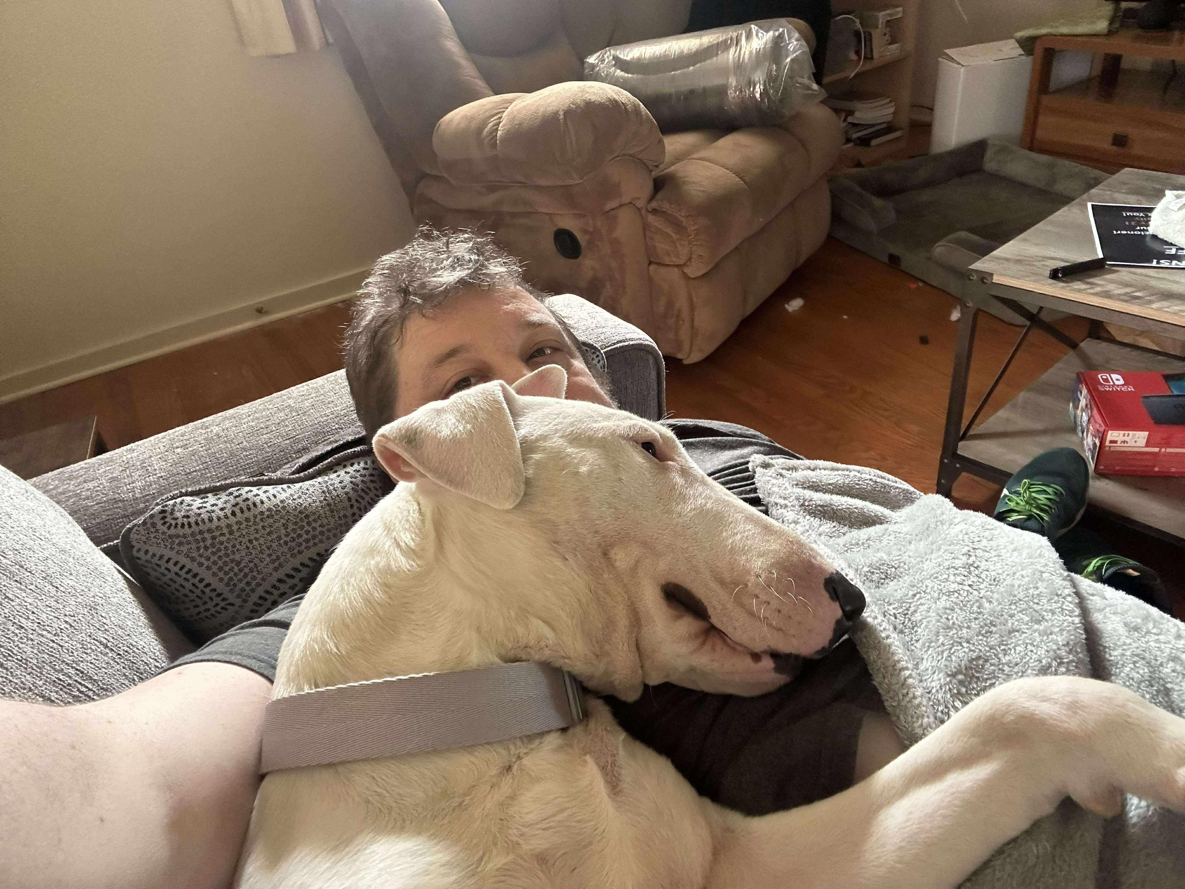 Enlarge 25-054 Benjamin, a Adoptable Bull Terrier in Cookeville, TN image 4/6