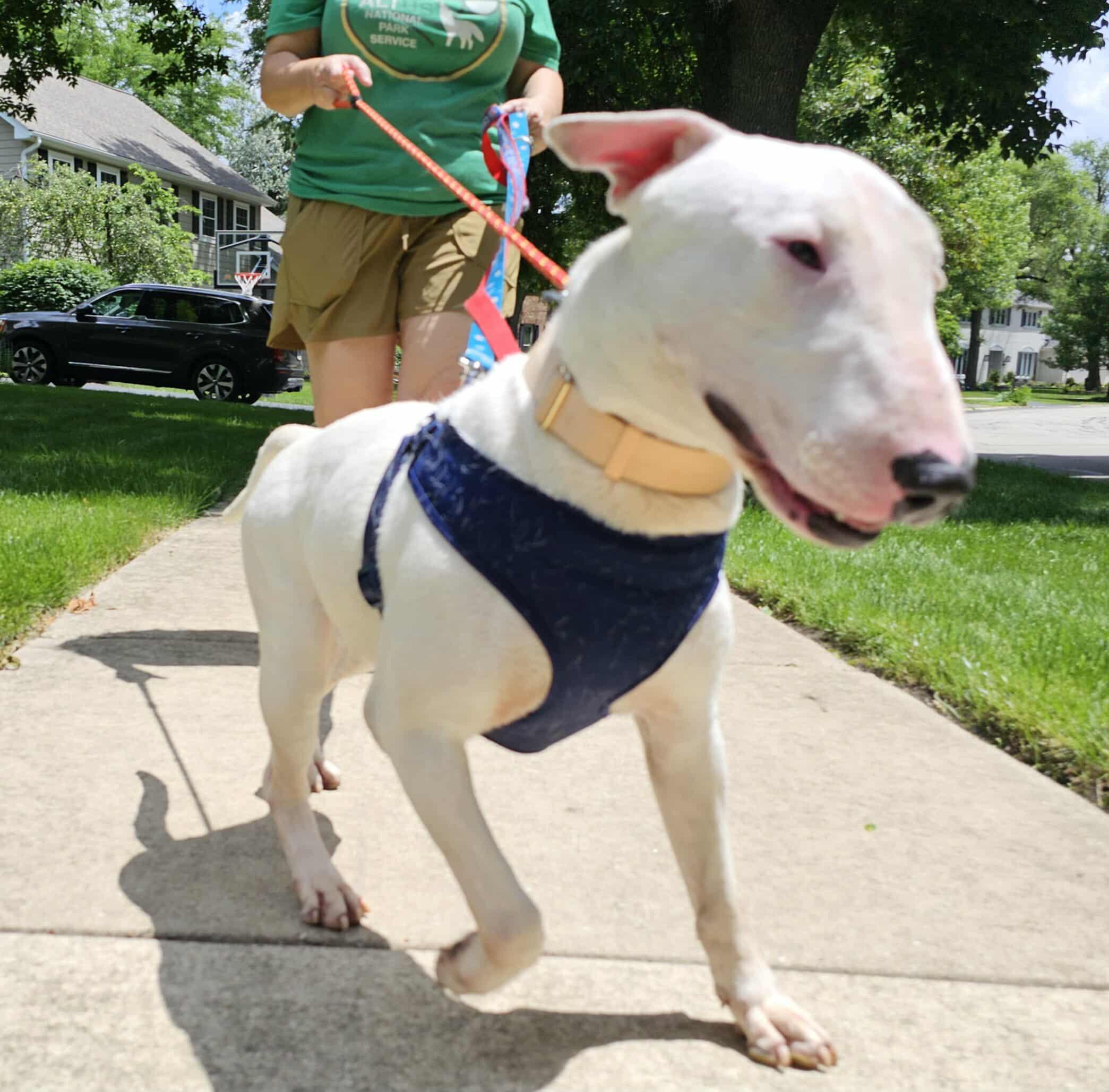 Enlarge 25-054 Benjamin, a Adoptable Bull Terrier in Cookeville, TN image 6/6