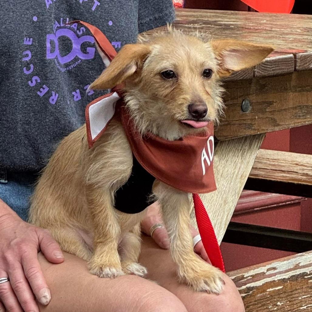 Enlarge TImmy, a Adoptable mixed breed in Allen, TX image 2/6