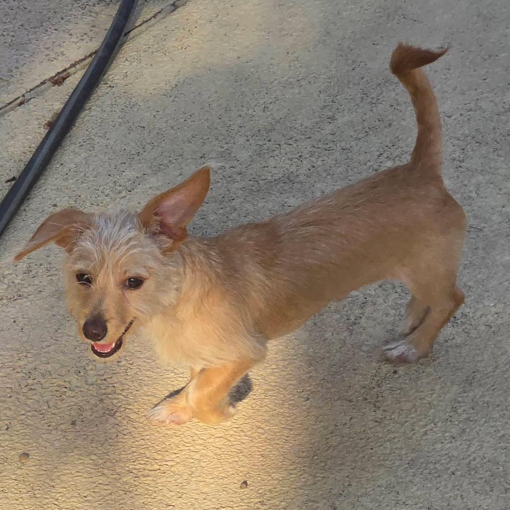 Enlarge TImmy, a Adoptable mixed breed in Allen, TX image 3/6