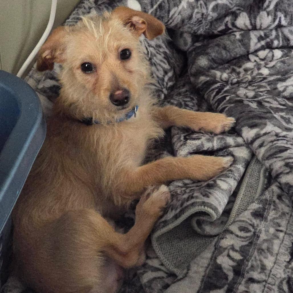 Enlarge TImmy, a Adoptable mixed breed in Allen, TX image 4/6