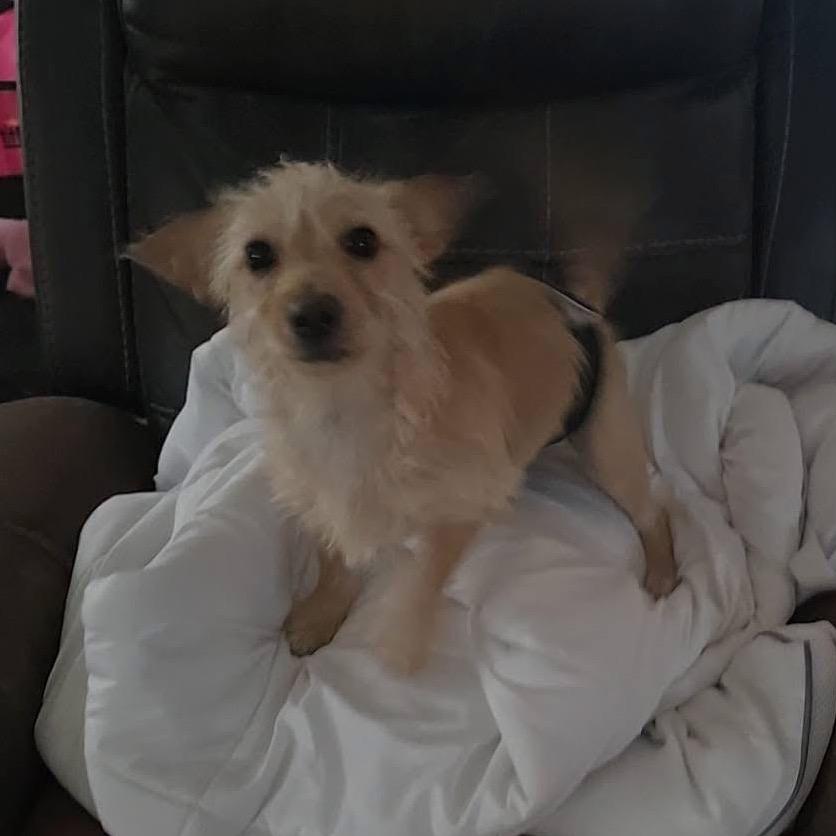 Enlarge TImmy, a Adoptable mixed breed in Allen, TX image 5/6