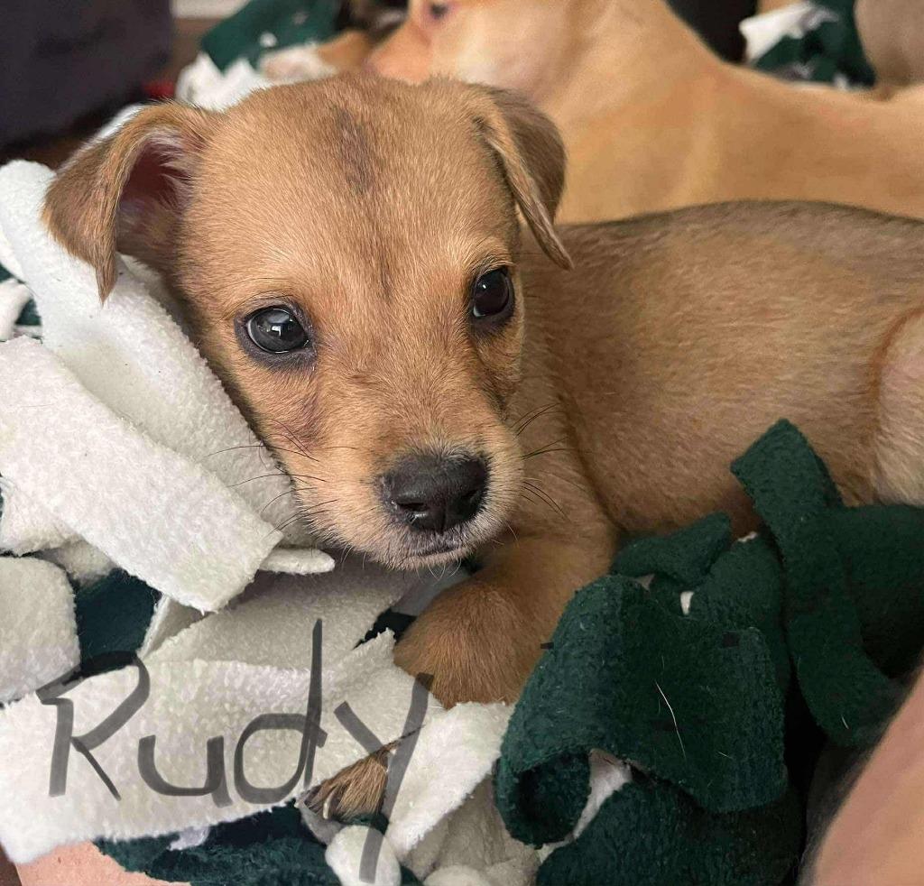 Enlarge Rudy, a Adoptable Labrador Retriever in Newnan, GA image 1/1