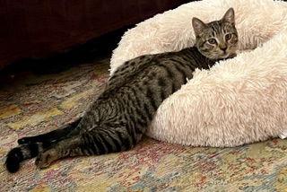 Enlarge Davis, a Adoptable mixed breed in Laguna Niguel, CA image 1/3