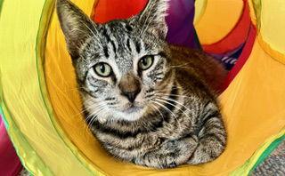 Enlarge Davis, a Adoptable mixed breed in Laguna Niguel, CA image 2/3