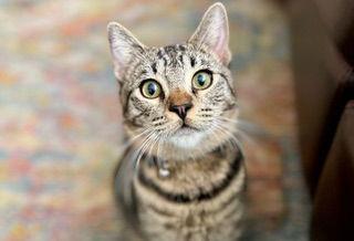 Enlarge Davis, a Adoptable mixed breed in Laguna Niguel, CA image 3/3