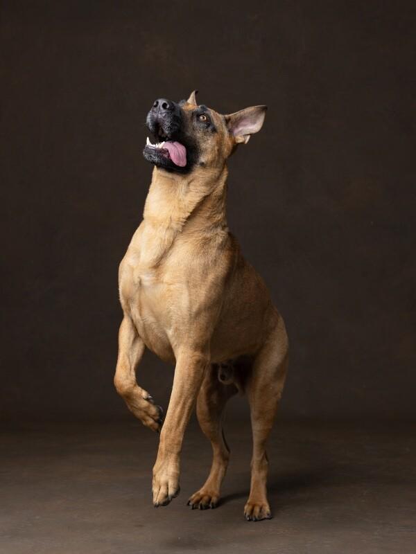 Frappuccino, a Adoptable Great Dane in Manhattan Beach, CA image 1/6