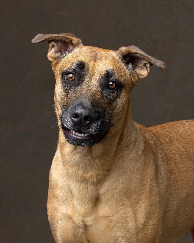 Frappuccino, a Adoptable Great Dane in Manhattan Beach, CA image 2/6