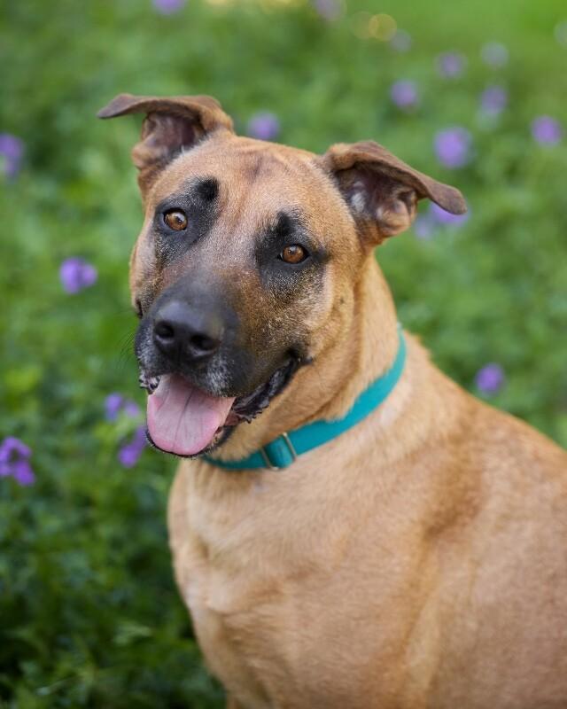 Frappuccino, a Adoptable Great Dane in Manhattan Beach, CA image 3/6