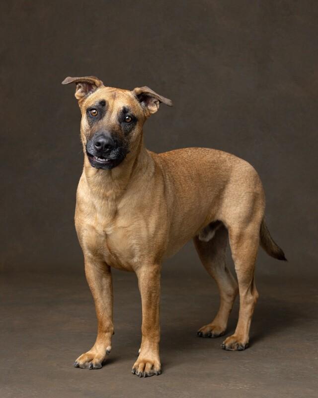 Frappuccino, a Adoptable Great Dane in Manhattan Beach, CA image 4/6