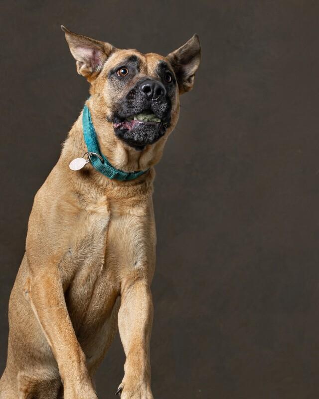 Frappuccino, a Adoptable Great Dane in Manhattan Beach, CA image 5/6