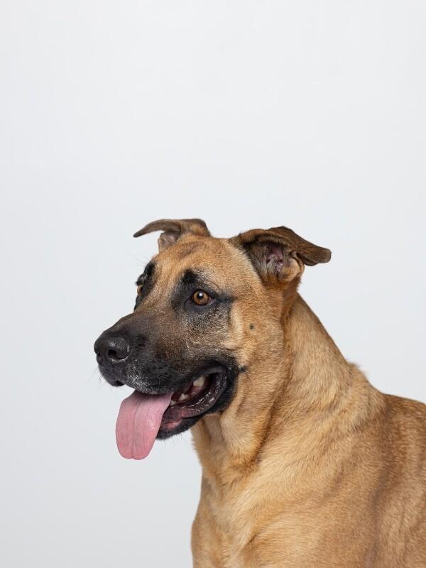 Frappuccino, a Adoptable Great Dane in Manhattan Beach, CA image 6/6