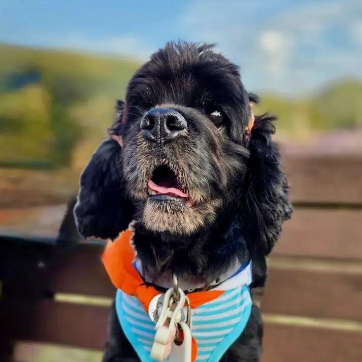 Enlarge Dory, a Adoptable Cocker Spaniel in South San Francisco, CA image 2/2