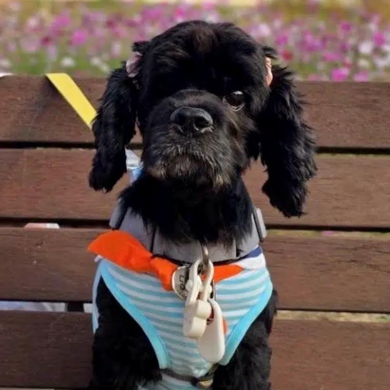 Dory, Adoptable, Adult Female Cocker Spaniel.