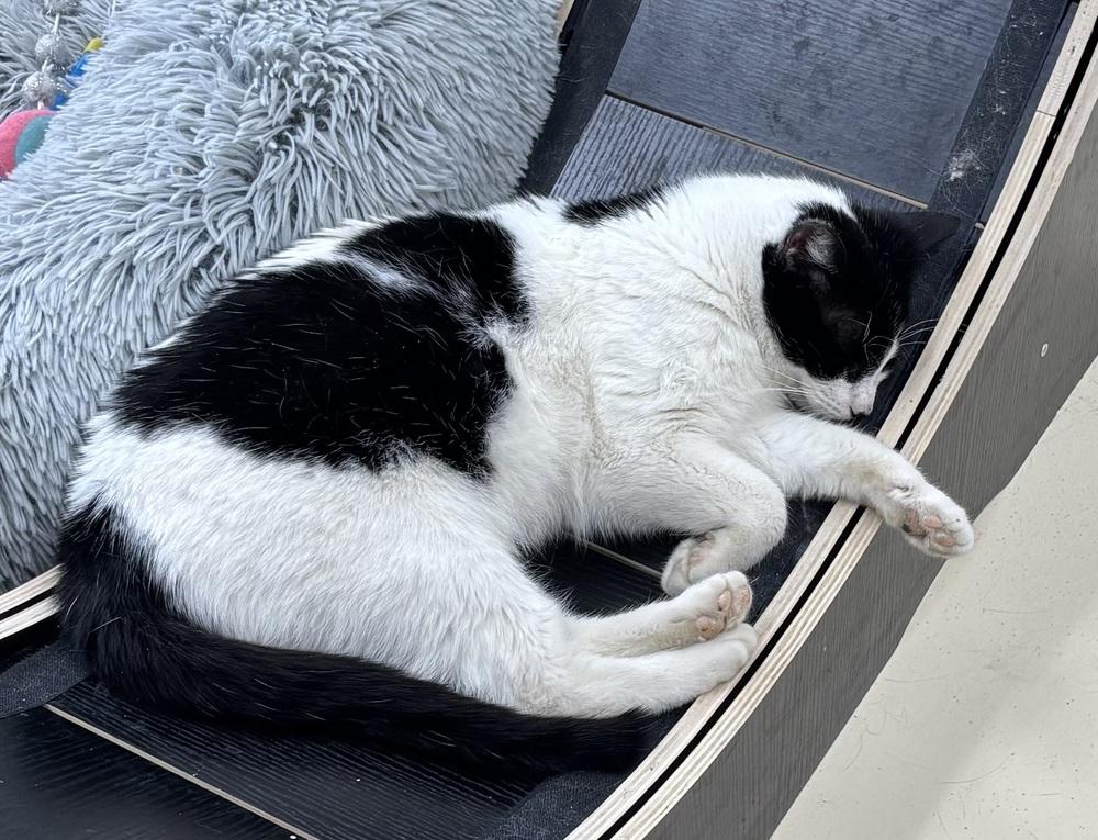 Enlarge Fresca, a Adoptable mixed breed in Kalamazoo, MI image 1/1