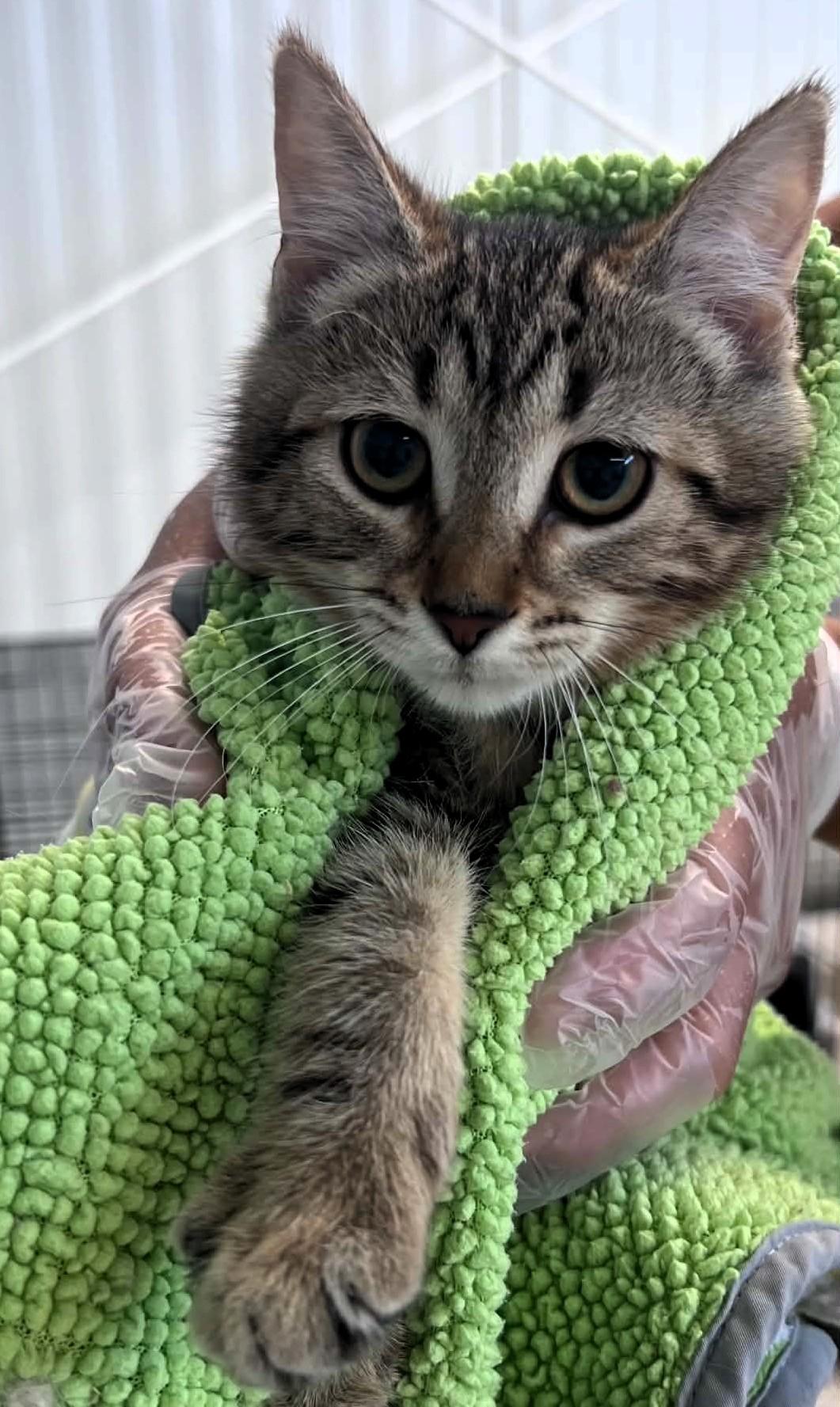 Toby, adopted, Kitten Male Tabby.