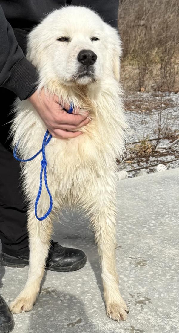 Dozer, Adoptable, Adult Male Great Pyrenees.