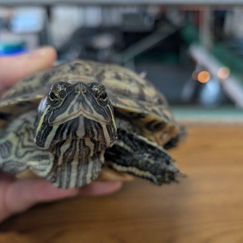 Enlarge Mordred, a ADOPTABLE Turtle in Pefferlaw, ON image 1/1