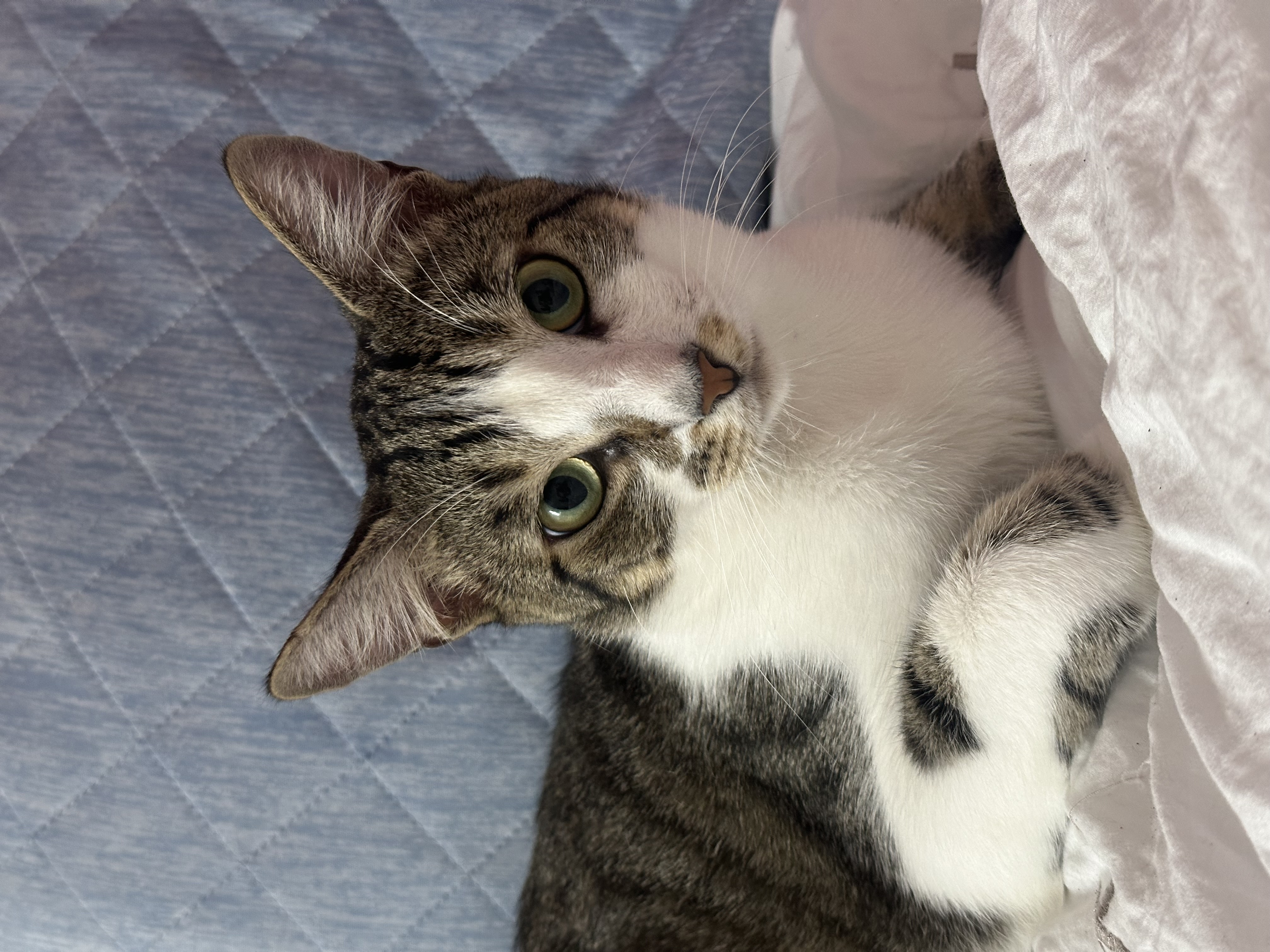 Jupiter, a Adoptable mixed breed image 2/5