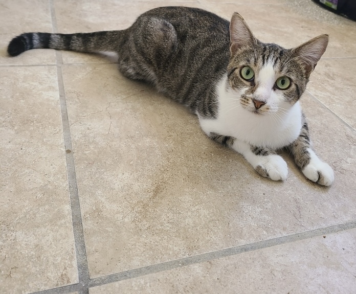 Jupiter, a Adoptable mixed breed image 3/5