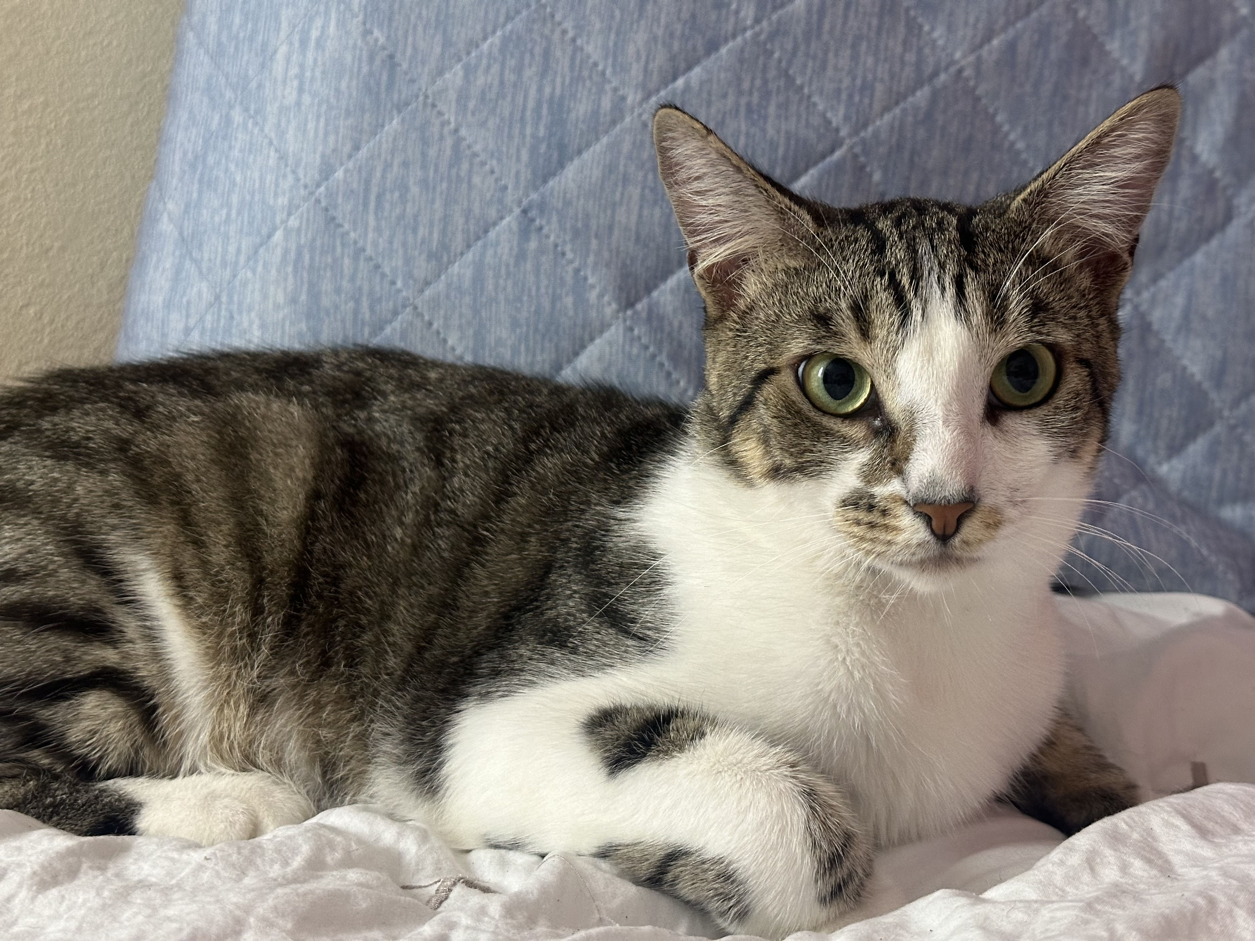 Jupiter, a Adoptable mixed breed image 4/5