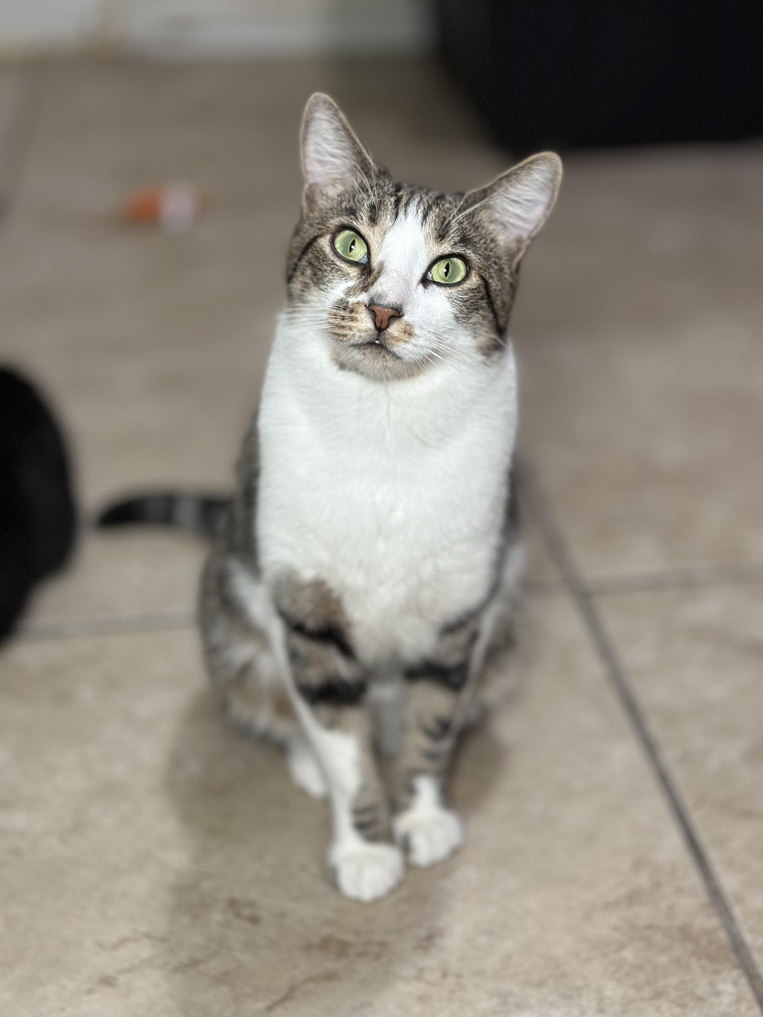 Jupiter, a Adoptable mixed breed in Los Angeles, CA image 1/5