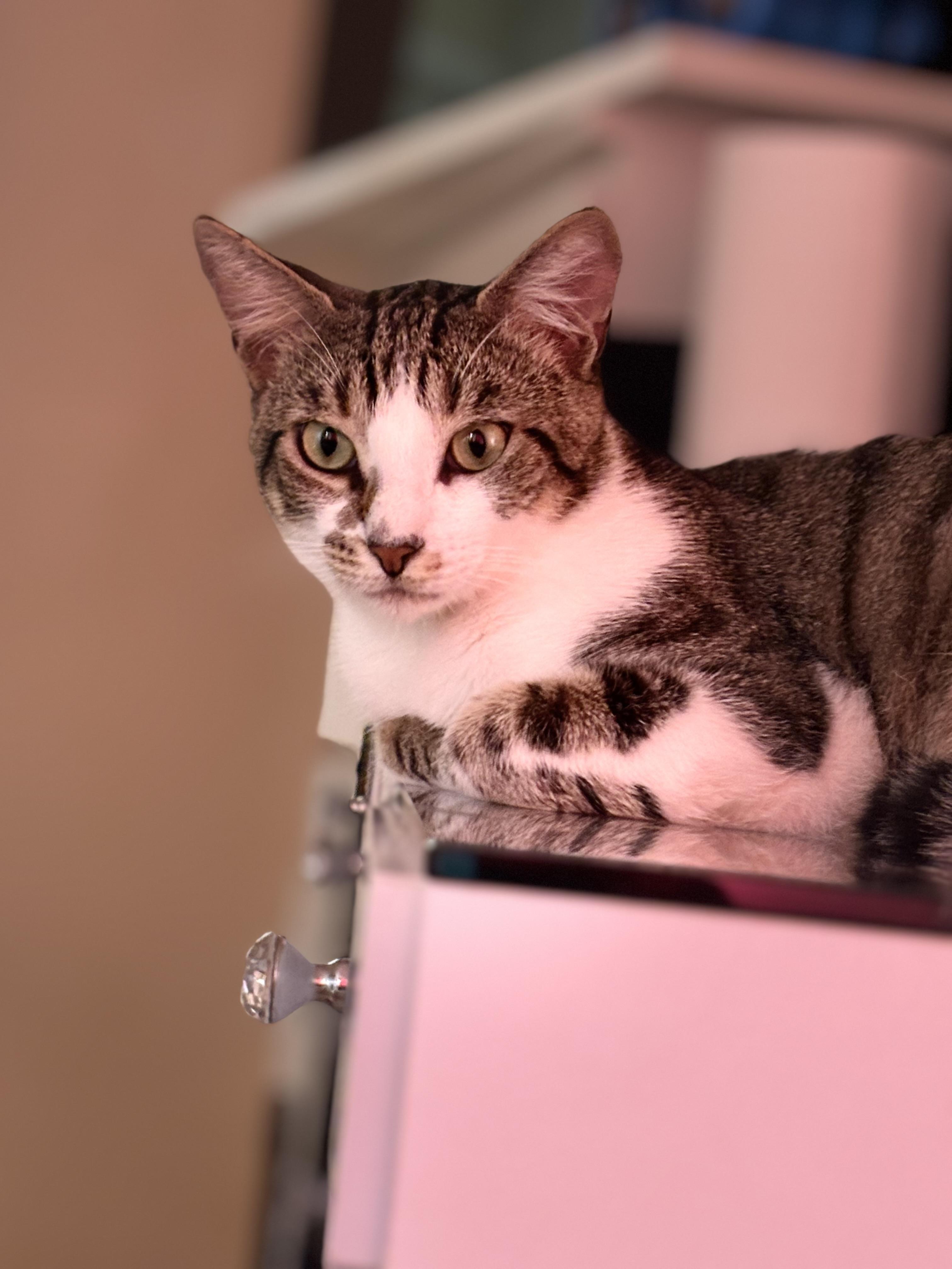 Jupiter, a Adoptable mixed breed image 1/5