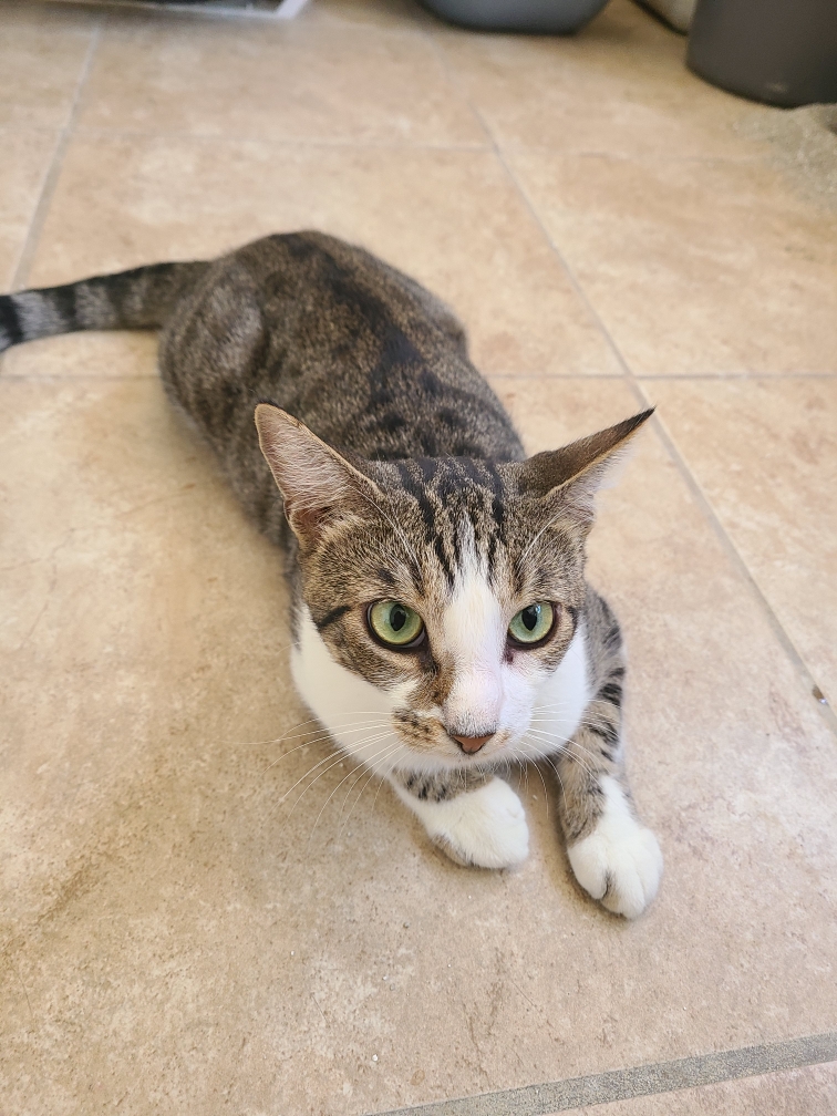 Jupiter, a Adoptable mixed breed image 5/5