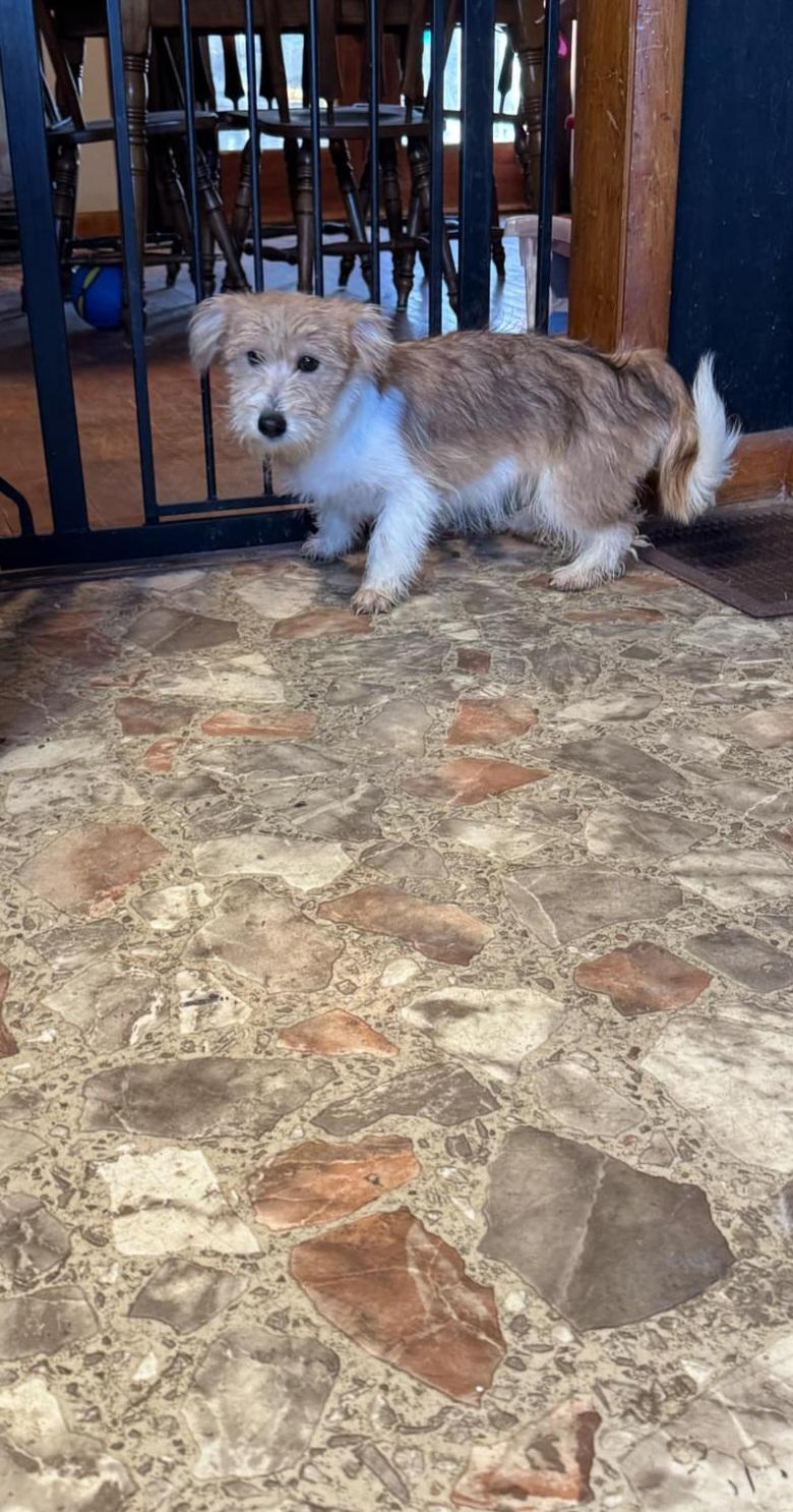 Enlarge Dandee, a Adopted Mixed Breed in Cloverdale, IN image 1/2