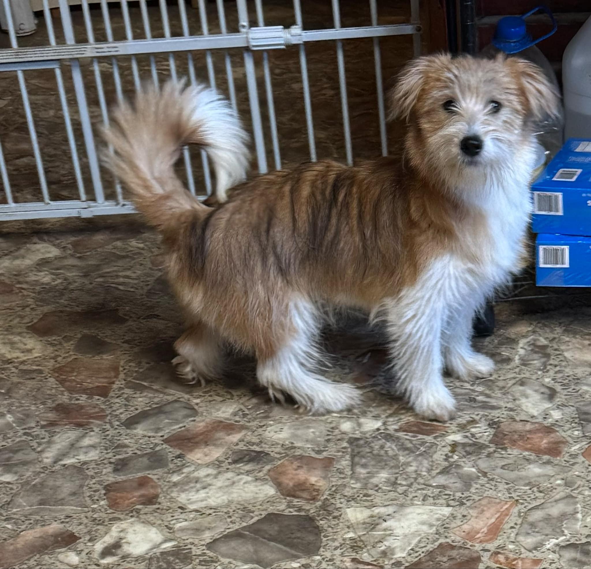 Dandee, Adopted, Young Female Mixed Breed.